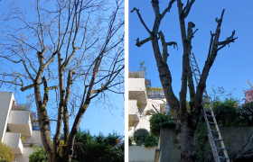 Elagueur Enghien-les-Bains